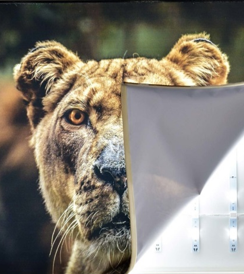 Women's Brown Leather Backpacks